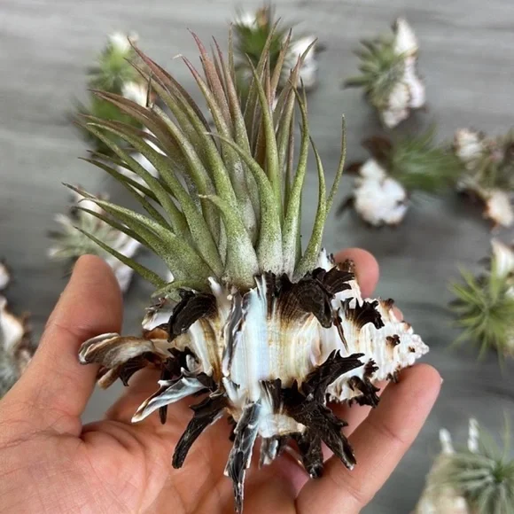 🔆AIR PLANT SEA SHELL🔆 REAL PLANTS REAL SEASHELLS - Picture 6 of 13